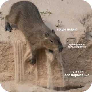 🙂 вроде падаю
вроде должно быть неприятно
ну а так все нормально capybara, chute, drôle, sable, animal whatsapp sticker