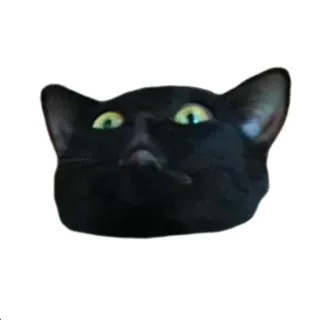 😲 gato, negro, gracioso, mascota, animal telegram sticker