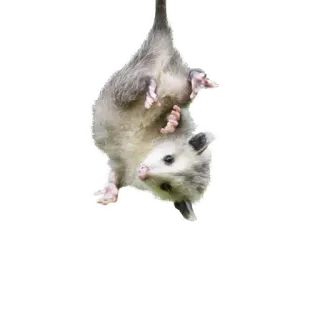 🤓 Opossum, Tier, Säugetier, Beuteltier whatsapp sticker