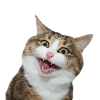 😲 gato, feliz, animal, animal de estimação, engraçado, meme telegram sticker