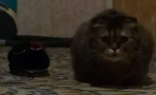🍞 gato, animal de estimação, animal telegram sticker