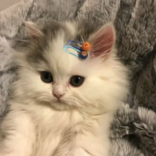 ✨ gatinho, gato, animal de estimação, fofo, animal, fofinho telegram sticker