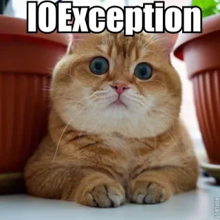 😐 IOException cat, meme, IOException, computer, programming, error telegram sticker