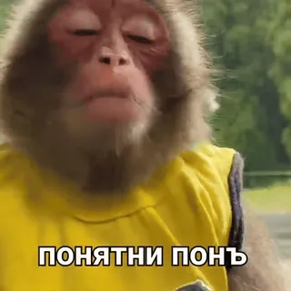 🥸 ПОНЯТНИ ПОНЬ Affe, Menschenaffe, Tier, lustig, Meme telegram sticker