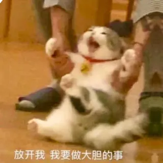 😩 放开我 我要做大胆的事 gato, meme, divertido, animal, mascota, humor telegram sticker