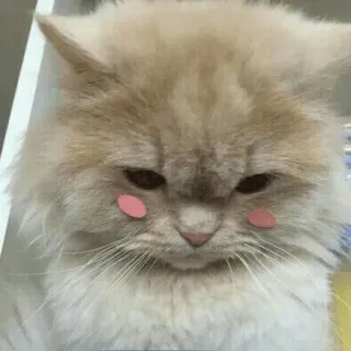 ☺️ 고양이, 새끼 고양이, 귀여운, 애완동물, 동물, 가축 telegram sticker