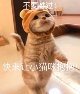 🙆‍♀️ 不要难过!
快来让小猫咪抱抱! gato, gatito, lindo, animal, abrazo, consuelo, mascota telegram sticker