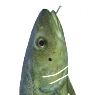 Le Dorsch magnifique telegram stickers