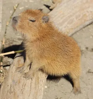 ☺ capivara, roedor, animal, vida selvagem, mamífero, natureza, fofo, filhote whatsapp sticker