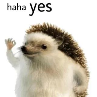 👌 haha yes jeż, zwierzę, haha, tak, ok telegram sticker