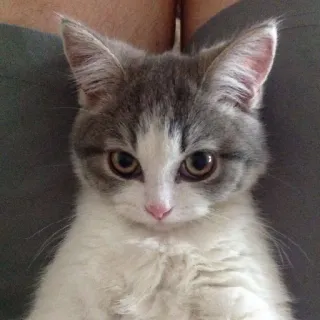 😍 cat, kitten, animal, pet, cute, gray, white whatsapp sticker