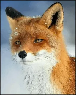 🍁 Fuchs, Tier, Wildtier, Natur, Rotfuchs, Säugetier, Winter, Schnee telegram sticker