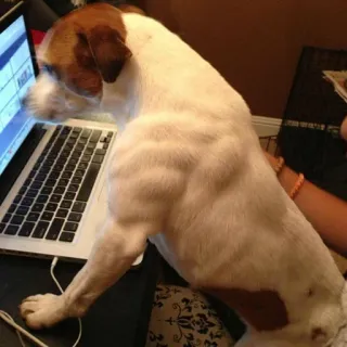 💪 cane, computer, laptop, animale, animale domestico, lavoro telegram sticker