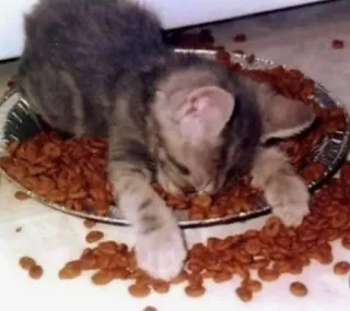 💘 Katze, Kätzchen, Essen, Haustier, Tier, zahm, süß telegram sticker