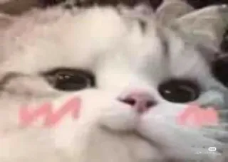😏 Katze, süß, Tier, Haustier, erröten, Meme telegram sticker