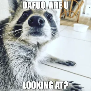 😶 DAFUQ ARE U LOOKING AT? mapache, meme, animal, divertido, pregunta, grosero whatsapp sticker