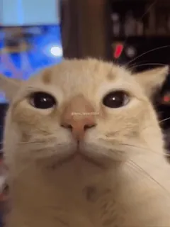 🤔 chat, animal, animal de compagnie, mème, drôle, mignon whatsapp sticker