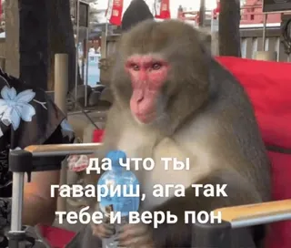 ❤️ да что ты гавариш, ага так тебе и верь пон ลิง, รัสเซีย, มีม, สัตว์, ตลก telegram sticker