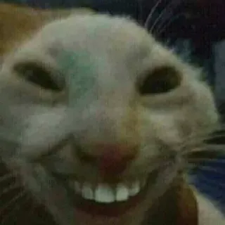😆 кот, смешной, мем, животное telegram sticker