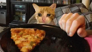 😩 猫, ピザ, 悲しい, 食べ物, ペット telegram sticker