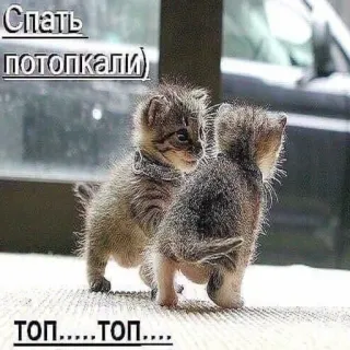 😈 Спать
ПОТОПКАЛИ)
ТОП.....ТОП.... แมว, ลูกแมว, น่ารัก, สัตว์ telegram sticker