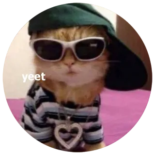 😎 yeet kat, zonnebril, hoed, dier, huisdier, meme whatsapp sticker