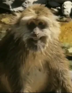 🙂 scimmia, animale, mammifero, fauna selvatica, primate telegram sticker