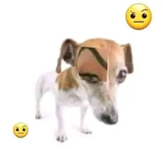 🤨 собака, злой, эмодзи, мем, смешной, питомец telegram sticker