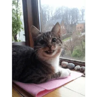 ☺️ cat, animal, pet, cute, feline, domestic, mammal, window telegram sticker