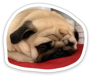 😞 pug, dog, animal, pet, cute, sad telegram sticker