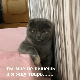🥲 ты мне не пишешь а я жду тварь...... แมว, รัสเซีย, รอ, แมวสีเทา, สก๊อตติชโฟลด์, สัตว์ telegram sticker