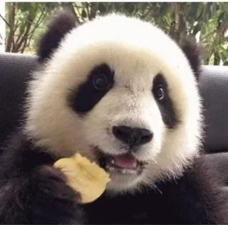 🤫 panda, animal, mamífero, fofo, vida selvagem, urso, comendo telegram sticker