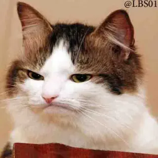 😕 @LBS01 gato, bravo, meme, animal, animal de estimação, rabugento telegram sticker