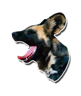😱 pies, zwierzę, ssak, dzika przyroda, likaon, afrykański dziki pies, mięsożerca telegram sticker