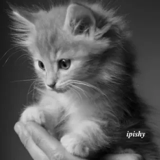 🕸 ipishy 小猫, 猫, 宠物, 动物, 可爱, 家养, 蓬松 telegram sticker