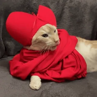 🤴 Katze, Haustier, Tier, rotes Kostüm, süß, lustig, Kätzchen telegram sticker