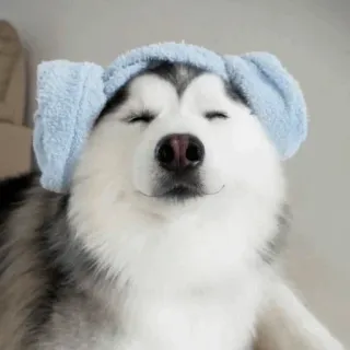 🐾 Hund, Husky, Handtuch, süß, Haustier, Tier whatsapp sticker