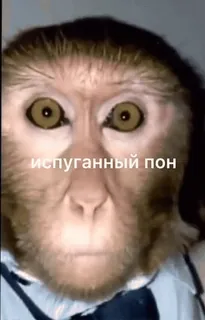 😱 испуганный пон monkey, animal, scared, meme telegram sticker