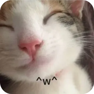 🐱 ^w^ kucing, imut, binatang, anak kucing, kawaii, hewan peliharaan, kucing domestik, tersenyum telegram sticker