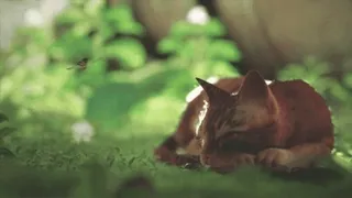 💤 cat, kitten, grass, animal, nature telegram sticker