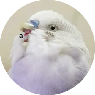 🤤 a vogel, dier, wit, parkiet, schattig telegram sticker