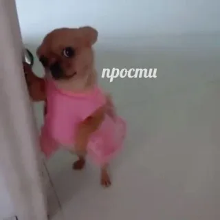 😔 прости pies, słodki, przepraszam, chihuahua, zwierzę, przeprosiny telegram sticker