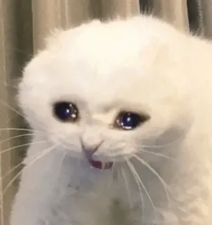 😩 猫, 悲しい, 泣く, ミーム, 動物 telegram sticker