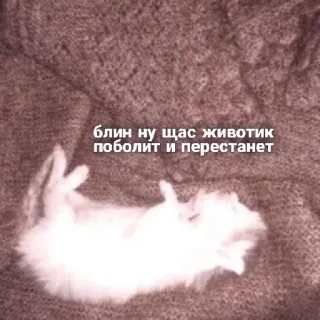 😢 блин ну щас животик поболит и перестанет ข้อความภาษารัสเซีย, สัตว์, แมว, สัตว์เลี้ยง telegram sticker
