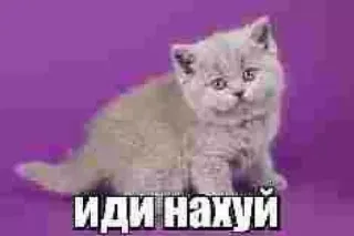 ❤️ иди нахуй 고양이, 새끼 고양이, 러시아, 불쾌한 telegram sticker