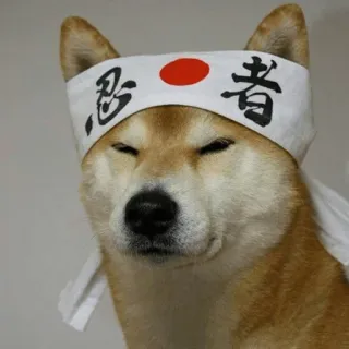 😑 忍者 chien, ninja, shiba inu, japon, drôle, bandeau, japonais telegram sticker