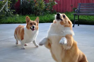 🙌 corgi, anjing, hewan, peliharaan, lucu, bermain telegram sticker