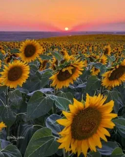 😜 @ledy_john sunflowers, sunset, field, nature, flowers, landscape, golden hour, scenery telegram sticker
