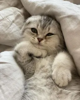 🖤 kot, kociak, słodki, zwierzę, zwierzę domowe, scottish fold, kot domowy, koci telegram sticker