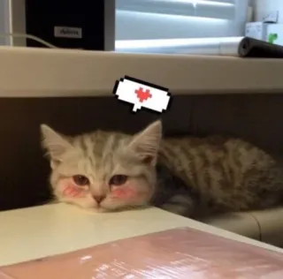 😳 cat, kitten, animal, cute, pet whatsapp sticker